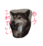 ワンコしゃべる（個別スタンプ：2）