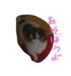 ワンコしゃべる（個別スタンプ：3）