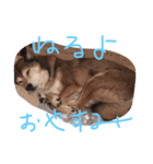 ワンコしゃべる（個別スタンプ：6）