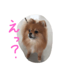 ワンコしゃべる（個別スタンプ：8）