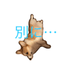 ベリーヘソ天スタンプ（個別スタンプ：3）