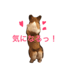 ベリーヘソ天スタンプ（個別スタンプ：5）