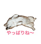 ベリーヘソ天スタンプ（個別スタンプ：6）