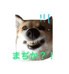 ベリーヘソ天スタンプ（個別スタンプ：7）