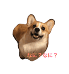 ベリーヘソ天スタンプ（個別スタンプ：8）