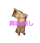 ベリーヘソ天スタンプ（個別スタンプ：9）