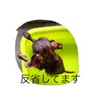 cocoa＆cat（個別スタンプ：1）