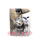 cocoa＆cat（個別スタンプ：4）