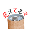 ライにゃん（個別スタンプ：2）