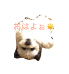 我が家のきいちゃん（個別スタンプ：5）