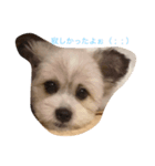 我が家のきいちゃん（個別スタンプ：6）