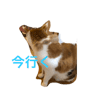 シシャモ姫の月曜日（個別スタンプ：4）