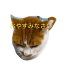 シシャモ姫の月曜日（個別スタンプ：5）