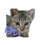 猫祭り2（個別スタンプ：1）