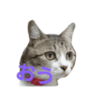猫祭り2（個別スタンプ：2）