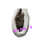 猫祭り2（個別スタンプ：3）