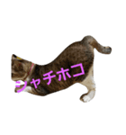 猫祭り2（個別スタンプ：4）