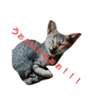 猫祭り2（個別スタンプ：6）