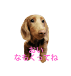 秋田ベル（個別スタンプ：1）