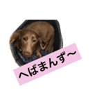 秋田ベル（個別スタンプ：21）