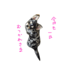 AILE and LUON sticker 2（個別スタンプ：1）