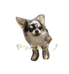 AILE and LUON sticker 2（個別スタンプ：3）