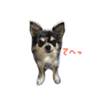 AILE and LUON sticker 2（個別スタンプ：5）