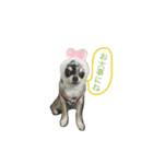 AILE and LUON sticker 2（個別スタンプ：6）