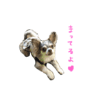 AILE and LUON sticker 2（個別スタンプ：19）