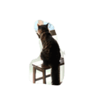 モモとエル（個別スタンプ：8）