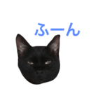 HANA  black cat（個別スタンプ：1）