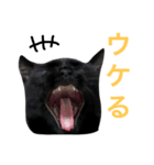 HANA  black cat（個別スタンプ：2）