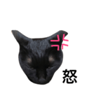HANA  black cat（個別スタンプ：3）
