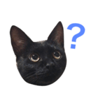 HANA  black cat（個別スタンプ：4）