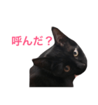 HANA  black cat（個別スタンプ：5）