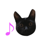 HANA  black cat（個別スタンプ：8）
