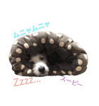 ジャックラッセルテリア いち（個別スタンプ：2）