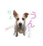 ジャックラッセルテリア いち（個別スタンプ：3）