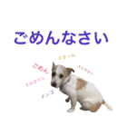 ジャックラッセルテリア いち（個別スタンプ：7）