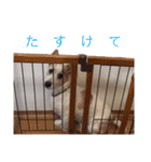 ジャックラッセルテリア いち（個別スタンプ：8）