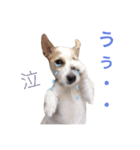 ジャックラッセルテリア いち（個別スタンプ：9）