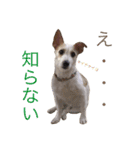 ジャックラッセルテリア いち（個別スタンプ：10）