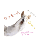 ジャックラッセルテリア いち（個別スタンプ：11）
