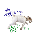 ジャックラッセルテリア いち（個別スタンプ：14）