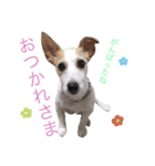 ジャックラッセルテリア いち（個別スタンプ：15）