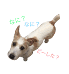 ジャックラッセルテリア いち（個別スタンプ：19）