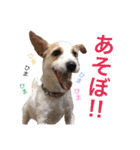 ジャックラッセルテリア いち（個別スタンプ：20）