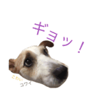 ジャックラッセルテリア いち（個別スタンプ：21）