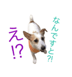 ジャックラッセルテリア いち（個別スタンプ：23）