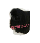 ペキニーズ 昊と愛月（個別スタンプ：1）